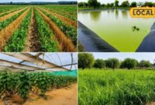 Agriculture: कम पानी में ज्यादा कमाई का फॉर्मूला, सरकार ने तैयार किए खेती के 5 नए मॉडल, किसानों की बढ़ेगी कमाई