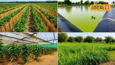 Agriculture: कम पानी में ज्यादा कमाई का फॉर्मूला, सरकार ने तैयार किए खेती के 5 नए मॉडल, किसानों की बढ़ेगी कमाई