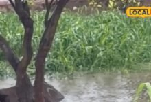 Agricultutre Tips I dholpur news I बारिश के बाद किसानों के लिए जरूरी सलाह, पानी निकासी और फसल निगरानी से बचाएं नुकसान