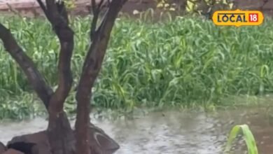 Agricultutre Tips I dholpur news I बारिश के बाद किसानों के लिए जरूरी सलाह, पानी निकासी और फसल निगरानी से बचाएं नुकसान