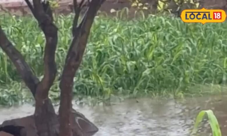 Agricultutre Tips I dholpur news I बारिश के बाद किसानों के लिए जरूरी सलाह, पानी निकासी और फसल निगरानी से बचाएं नुकसान