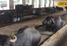 Animal Care Tips: मानसून में गाय-भैंस से लेकर बकरी और भेड़ तक की ऐसे करें देखभाल, एक्सपर्ट ने बताए टिप्स
