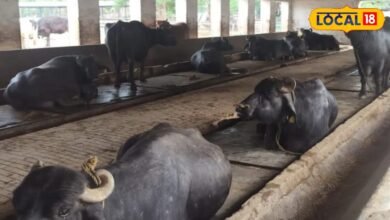 Animal Care Tips: मानसून में गाय-भैंस से लेकर बकरी और भेड़ तक की ऐसे करें देखभाल, एक्सपर्ट ने बताए टिप्स