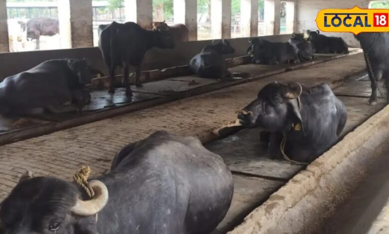 Animal Care Tips: मानसून में गाय-भैंस से लेकर बकरी और भेड़ तक की ऐसे करें देखभाल, एक्सपर्ट ने बताए टिप्स