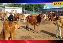 Animal Husbandry : बारिश में एक गलती से दूध देने वाले पशु हो सकते हैं बीमार, डॉक्टर ने दी जरूरी सलाह