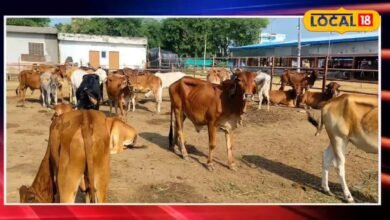 Animal Husbandry : बारिश में एक गलती से दूध देने वाले पशु हो सकते हैं बीमार, डॉक्टर ने दी जरूरी सलाह