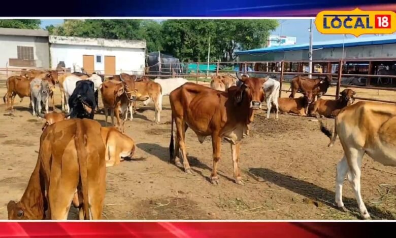 Animal Husbandry : बारिश में एक गलती से दूध देने वाले पशु हो सकते हैं बीमार, डॉक्टर ने दी जरूरी सलाह