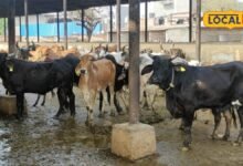 Animal Husbandry: बारिश में बढ़ सकता है थनैला रोग, गाय-भैंस के थन में दिखें ये लक्षण तो हो जाएं सावधान