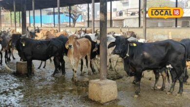 Animal Husbandry: बारिश में बढ़ सकता है थनैला रोग, गाय-भैंस के थन में दिखें ये लक्षण तो हो जाएं सावधान