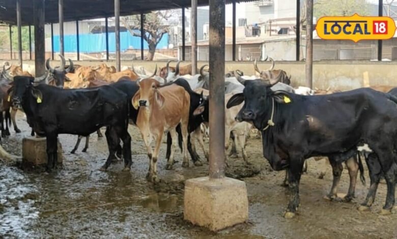 Animal Husbandry: बारिश में बढ़ सकता है थनैला रोग, गाय-भैंस के थन में दिखें ये लक्षण तो हो जाएं सावधान
