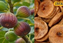 Anjeer Benefits: कब्ज और कमजोरी से परेशान हैं तो डाइट में शामिल करें अंजीर, जानें खाने का सही तरीका