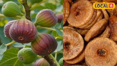 Anjeer Benefits: कब्ज और कमजोरी से परेशान हैं तो डाइट में शामिल करें अंजीर, जानें खाने का सही तरीका