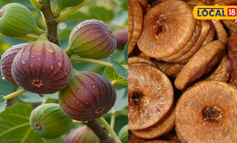 Anjeer Benefits: कब्ज और कमजोरी से परेशान हैं तो डाइट में शामिल करें अंजीर, जानें खाने का सही तरीका