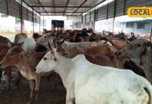 Bhilwara News: गौशाला खोलने से पहले जान लें ये जरूरी नियम, रजिस्ट्रेशन से लेकर सरकारी मदद तक पूरी जानकारी