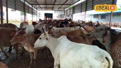 Bhilwara News: गौशाला खोलने से पहले जान लें ये जरूरी नियम, रजिस्ट्रेशन से लेकर सरकारी मदद तक पूरी जानकारी