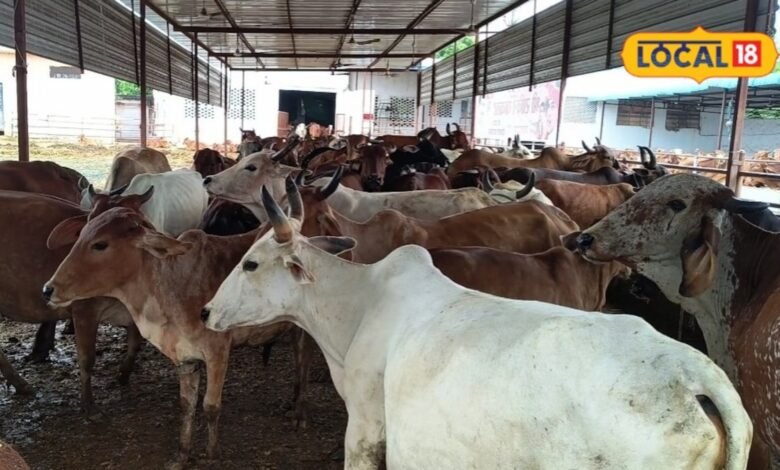 Bhilwara News: गौशाला खोलने से पहले जान लें ये जरूरी नियम, रजिस्ट्रेशन से लेकर सरकारी मदद तक पूरी जानकारी