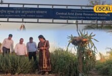 CAZRI Saltwater Farming Technology: खारा पानी बना कमाई का जरिया, रोहट के किसान अब उगाएंगे ड्रैगन फ्रूट और बेर
