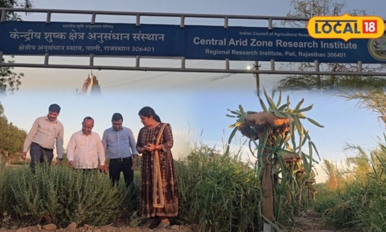 CAZRI Saltwater Farming Technology: खारा पानी बना कमाई का जरिया, रोहट के किसान अब उगाएंगे ड्रैगन फ्रूट और बेर