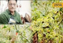 Chilli Crop Care | Mirch ki fasal me guchha rog se kaise bachaye | safed makkhi control tips