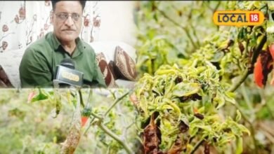 Chilli Crop Care | Mirch ki fasal me guchha rog se kaise bachaye | safed makkhi control tips