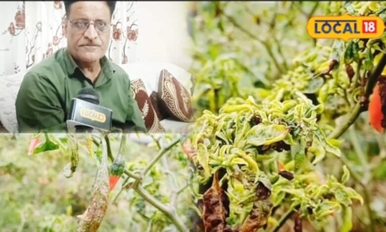 Chilli Crop Care | Mirch ki fasal me guchha rog se kaise bachaye | safed makkhi control tips
