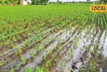 Cotton Crop Care Tips: खेत में जमा पानी कपास को कर सकता है बर्बाद, गलन से बचाने के लिए किसान तुरंत करें ये काम