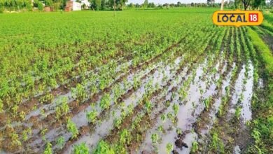 Cotton Crop Care Tips: खेत में जमा पानी कपास को कर सकता है बर्बाद, गलन से बचाने के लिए किसान तुरंत करें ये काम