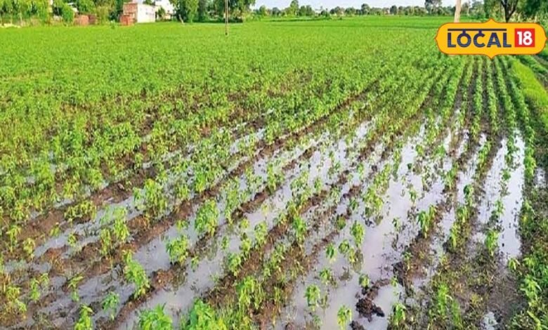 Cotton Crop Care Tips: खेत में जमा पानी कपास को कर सकता है बर्बाद, गलन से बचाने के लिए किसान तुरंत करें ये काम