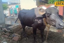 Dholpur News: मानसून में पशुओं की सेहत का रखें खास ख्याल, समय पर डीवार्मिंग से बढ़ेगा दूध उत्पादन