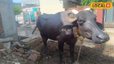 Dholpur News: मानसून में पशुओं की सेहत का रखें खास ख्याल, समय पर डीवार्मिंग से बढ़ेगा दूध उत्पादन