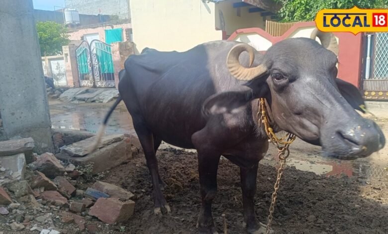 Dholpur News: मानसून में पशुओं की सेहत का रखें खास ख्याल, समय पर डीवार्मिंग से बढ़ेगा दूध उत्पादन
