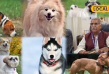 Dog Raising Tips: छोटे फ्लैट से बड़े बंगले तक, जानिए किस घर के लिए कौन-सी डॉग ब्रीड है बेस्ट