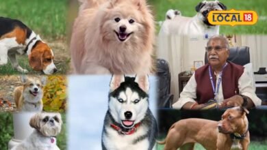 Dog Raising Tips: छोटे फ्लैट से बड़े बंगले तक, जानिए किस घर के लिए कौन-सी डॉग ब्रीड है बेस्ट