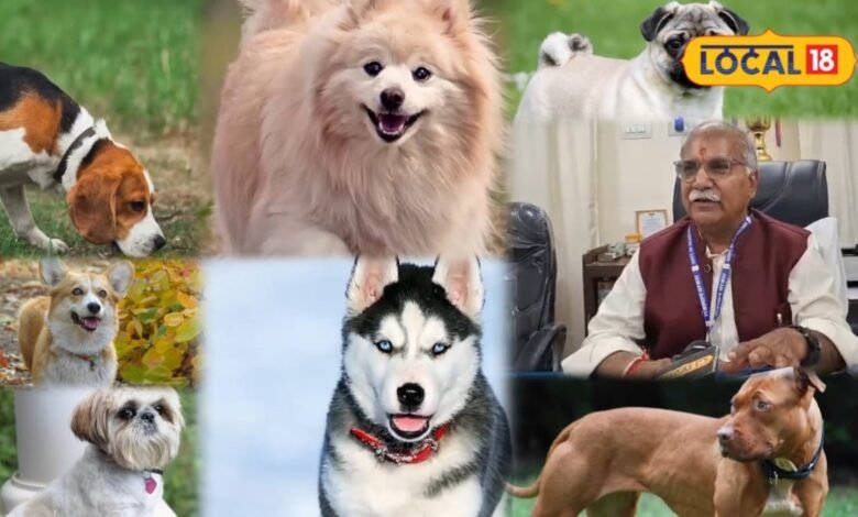 Dog Raising Tips: छोटे फ्लैट से बड़े बंगले तक, जानिए किस घर के लिए कौन-सी डॉग ब्रीड है बेस्ट
