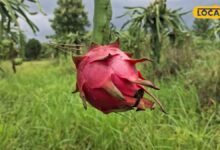 Dragon Fruit Health Benefits: उमस भरे मौसम में रोज खाएं ड्रैगन फ्रूट? जानें फायदे और सावधानियां