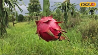 Dragon Fruit Health Benefits: उमस भरे मौसम में रोज खाएं ड्रैगन फ्रूट? जानें फायदे और सावधानियां