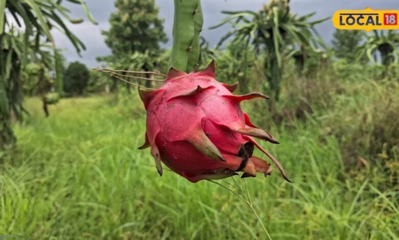 Dragon Fruit Health Benefits: उमस भरे मौसम में रोज खाएं ड्रैगन फ्रूट? जानें फायदे और सावधानियां