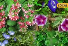 Gardening Tips: इन बेलदार पौधों से सजाएं आंगन, बालकनी और छत, घर को दें हरियाली और खूबसूरत श्रृंगार