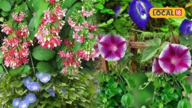 Gardening Tips: इन बेलदार पौधों से सजाएं आंगन, बालकनी और छत, घर को दें हरियाली और खूबसूरत श्रृंगार