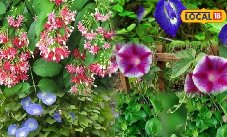 Gardening Tips: इन बेलदार पौधों से सजाएं आंगन, बालकनी और छत, घर को दें हरियाली और खूबसूरत श्रृंगार