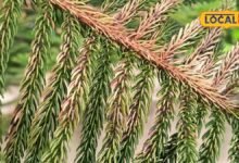 Gardening Tips: किचन गार्डन के पौधों की पत्तियां हो रही हैं पीली? घर की इस खाद से पौधे होंगे फिर हरे-भरे