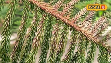 Gardening Tips: किचन गार्डन के पौधों की पत्तियां हो रही हैं पीली? घर की इस खाद से पौधे होंगे फिर हरे-भरे