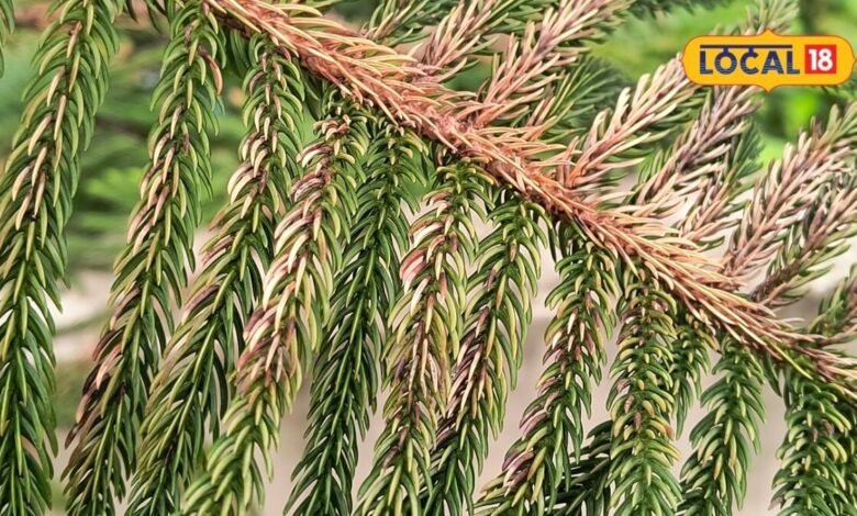 Gardening Tips: किचन गार्डन के पौधों की पत्तियां हो रही हैं पीली? घर की इस खाद से पौधे होंगे फिर हरे-भरे