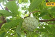 Gardening Tips: घर के किचन गार्डन में लगाएं ये फलदार पौधा, कम मेहनत में मिलेगा मीठा-मीठा शरीफा