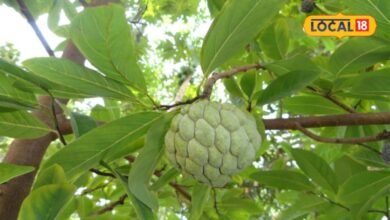 Gardening Tips: घर के किचन गार्डन में लगाएं ये फलदार पौधा, कम मेहनत में मिलेगा मीठा-मीठा शरीफा