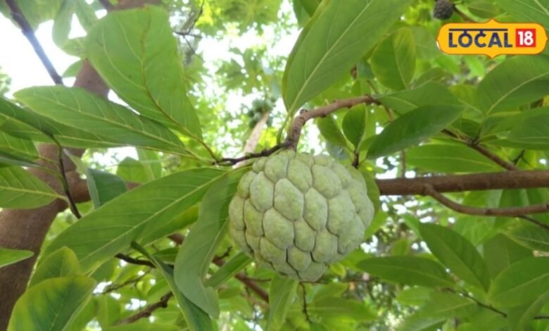 Gardening Tips: घर के किचन गार्डन में लगाएं ये फलदार पौधा, कम मेहनत में मिलेगा मीठा-मीठा शरीफा