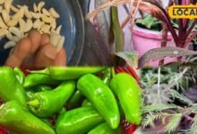 Gardening Tips: न महंगे स्प्रे की जरूरत, न केमिकल का झंझट! लहसुन-मिर्च का ये देसी नुस्खा बरसात में बचाएगा पौधे