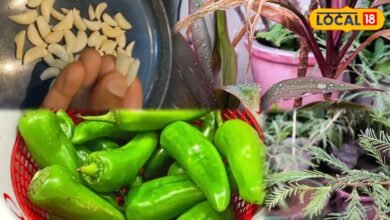 Gardening Tips: न महंगे स्प्रे की जरूरत, न केमिकल का झंझट! लहसुन-मिर्च का ये देसी नुस्खा बरसात में बचाएगा पौधे