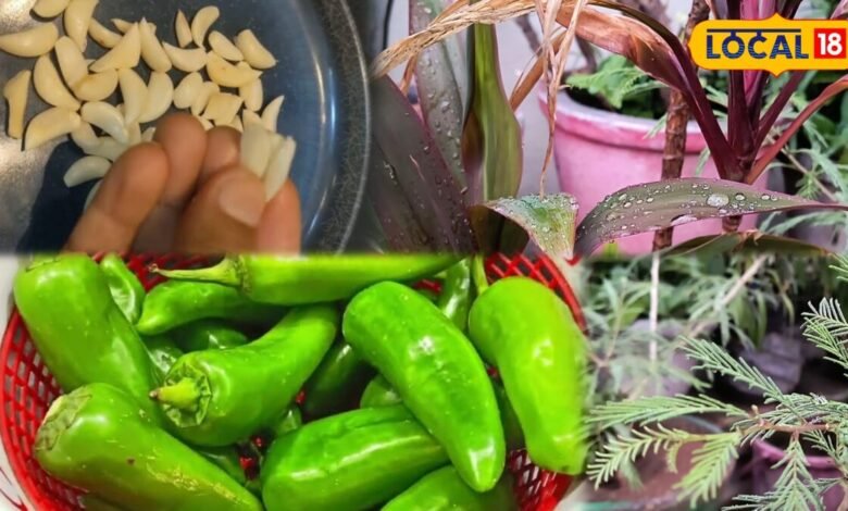 Gardening Tips: न महंगे स्प्रे की जरूरत, न केमिकल का झंझट! लहसुन-मिर्च का ये देसी नुस्खा बरसात में बचाएगा पौधे