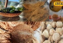 Gardening Tips: फेंकने से पहले सोचें... नारियल के छिलके और शेल से संवारें अपना किचन गार्डन, ये है यूनिक आइडिया